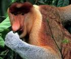 Носач, или Кахау (лат. Nasalis larvatus) — вид приматов из подсемейства тонкотелых обезьян в составе семейства мартышковых.